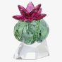 Swarovski Crystal Flowers Bordeaux Cactus Ornament 5426978