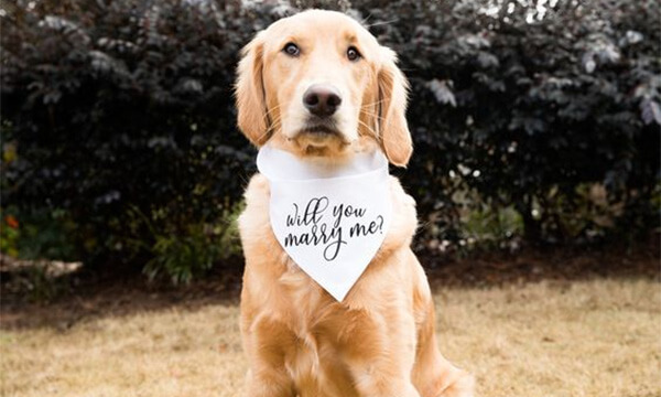 Puppy Love Takes Center Stage