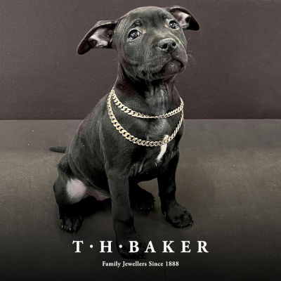 A black coloured puppy with a gold chain around its neck, with the T H Baker logo below